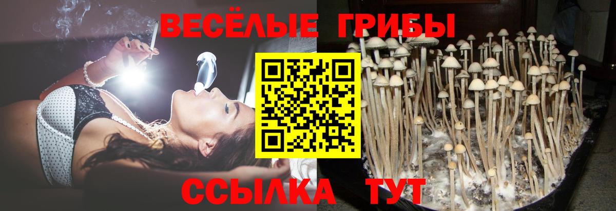 Верхний Уфалей  хочу   Вход с VPN  Псилоцибиновые грибы Psilocybe  Галлюциногенные грибы прущие грибы 